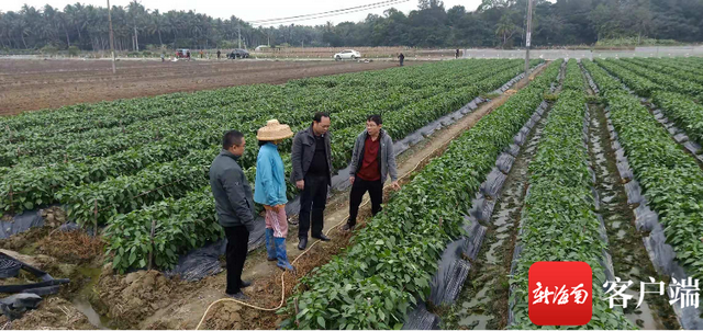 持续低温 琼海农业部门下田为农户做防寒指导
