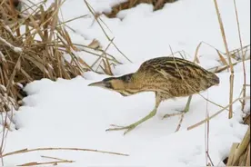 科普 | 哞哞叫的除了牛之外还有这种鸟图片