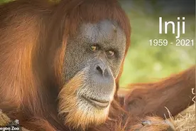 世界最长寿猩猩英吉在美俄勒冈动物园“安乐死”，享年61岁图片