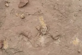 恐龙曾出没 福建首次发现恐龙存在的证据图片