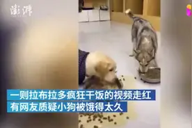 看懵了！拉布拉多疯狂”干饭”吓到哈士奇，宠物店主：条件反射图片