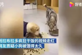 看懵了！拉布拉多疯狂”干饭”吓到哈士奇，宠物店主：条件反射图片