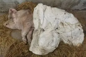 “猪坚强”活不过今年春节？我们去看了看它图片