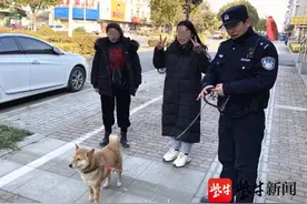 “钢铁侠”是条走失的柴犬，现在有两个人争当主人，警察让它自己认图片