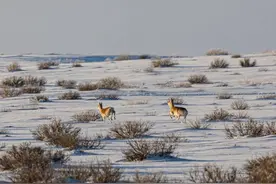 蒙古国野生黄羊再次入境觅食图片