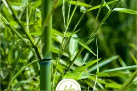 聆听汉字之美：《花草字传》，了解“竹”图片