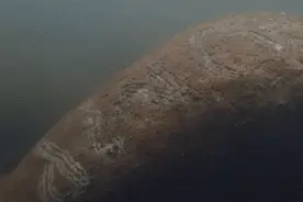 佛州一海牛背上现“特朗普”字样，疑遭刮去背部海藻图片