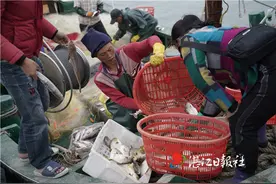 外罗渔港冬捕忙图片