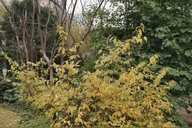 年年赏蜡梅，岁岁有新趣图片