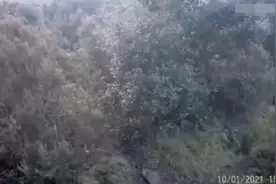 意大利一女子打猎时遭野猪攻击 用枪杆将其打跑图片