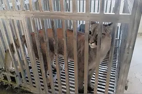 大连公安 千里接狮图片