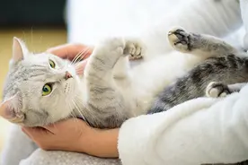 养猫人群要注意，身体出现这些异常，可能感染猫抓病！视频封面