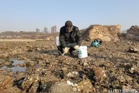退大潮 赶海忙！青岛石老人海水浴场东侧海滩上不少市民挖海蛎子图片
