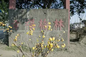 成都：幸福梅林景区腊梅绽放图片