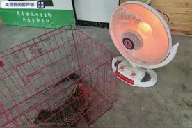 四川江安首次发现国家二级保护动物小灵猫图片