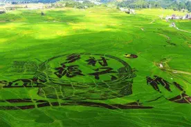 山东加强农民职业技能培训，培育一支带不走的乡村振兴人才队伍图片