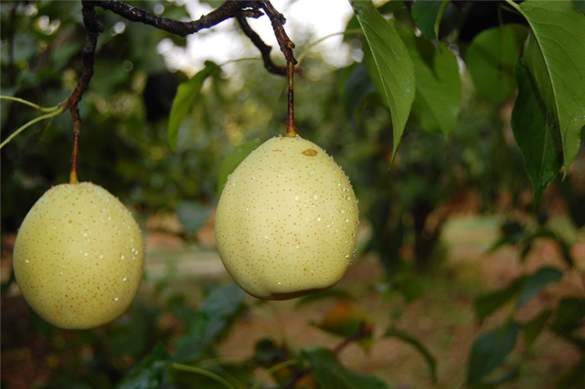 公益广告助力省会经济发展丨魏征故里、中国鸭梨之乡！石家庄东部这座城，藏着这么多好东西