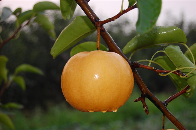 公益广告助力省会经济发展丨魏征故里、中国鸭梨之乡！石家庄东部这座城，藏着这么多好东西