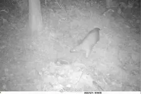 广东河源再次发现野生中华穿山甲图片