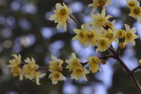 腊梅花开正盛，你可知腊梅不是梅？图片