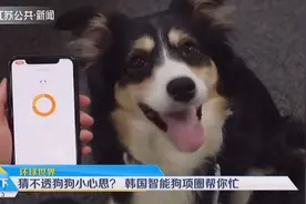 猜不透狗狗小心思？韩国智能狗项圈帮你忙，判断萌宠心情有新方法视频封面