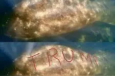 补壹刀：1月17日，美国，举大事？图片