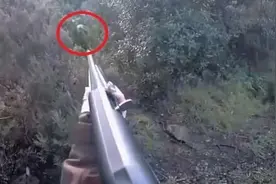 意大利女子打猎遭野猪攻击 用枪杆将其打跑图片