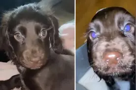 1岁可卡犬因逆天长睫毛走红 长相比迪士尼公主还甜美图片