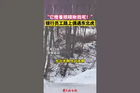 雪地漫步！虎啸山林！男子路上偶遇野生东北虎图片