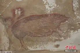 世界最古老洞穴壁画曝光 可追溯至4.5万年前图片