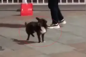 46秒｜“精神”小狗跳起广场舞 拍摄者：比我跳得好图片