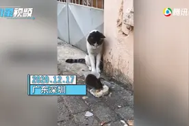 猫的脸都被你丢光了！深圳一老鼠在猫面前干饭，猫：我当时害怕极了图片