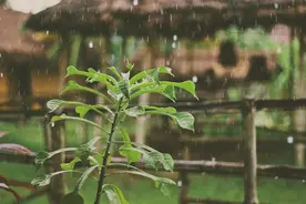 一课译词：倾盆大雨图片