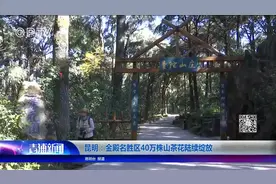 昆明：金殿名胜区40万株山茶花陆续绽放视频封面