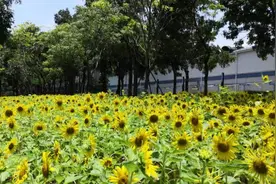 当年今日 中国第一个超导型磁共振成象系统在深圳研制成功图片