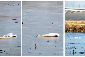 淮南8只野生天鹅死亡体内有农药残留，警方抓获一名嫌疑人图片