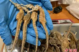 旅客违规携带海马干入境被查 海关提醒：情节严重或被追刑责图片