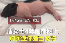 迷你宠物猪4年暴长到350斤，主人挺无奈：卖家说长不大啊图片