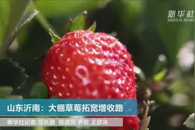 山东沂南：大棚草莓拓宽增收路视频封面