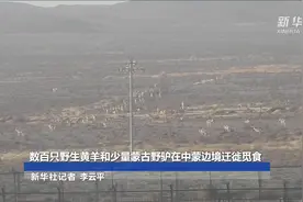 数百只野生黄羊和少量蒙古野驴在中蒙边境迁徙觅食视频封面