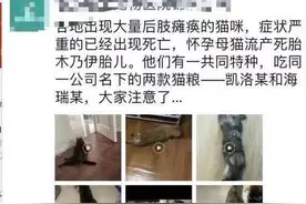 网友爆料猫粮“致宠物瘫痪”涉事企业澄清称产品安全 送检结果合格图片