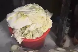 东北大妈馋酸菜偷600斤白菜被拘，网友：600斤怎么拿走的？图片