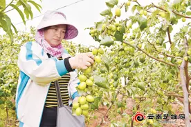 元谋县上万亩青枣成熟上市图片