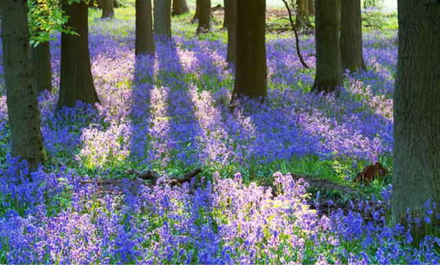 香奈儿香水同款身体乳