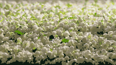 香奈儿香水同款身体乳