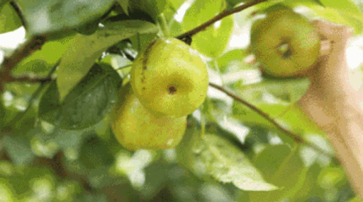 香奈儿香水同款身体乳