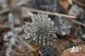深圳发布寒冷黄色预警信号！这次只是晴冷下次才是湿冷图片