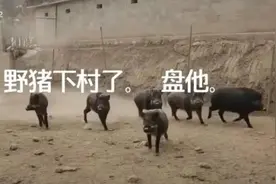 仁怀这个村野猪成群进村！当地村委会：“很头疼”图片