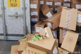 乌克兰小猫被困集装箱3周 靠偷吃糖果撑到以色列图片