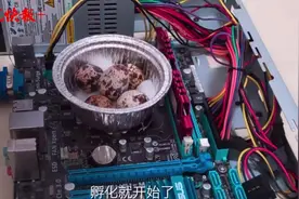 用CPU孵出鹌鹑还不满足？24岁码农在家孵鸵鸟，引百万“云爸妈”围观图片